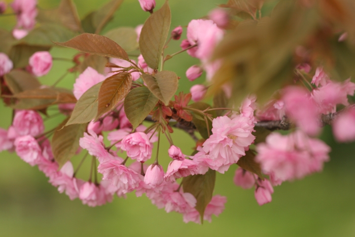 Macro fleurs La Tour - 028